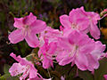 Rhododendron schlippenbachii IMG_6033_1 Azalia